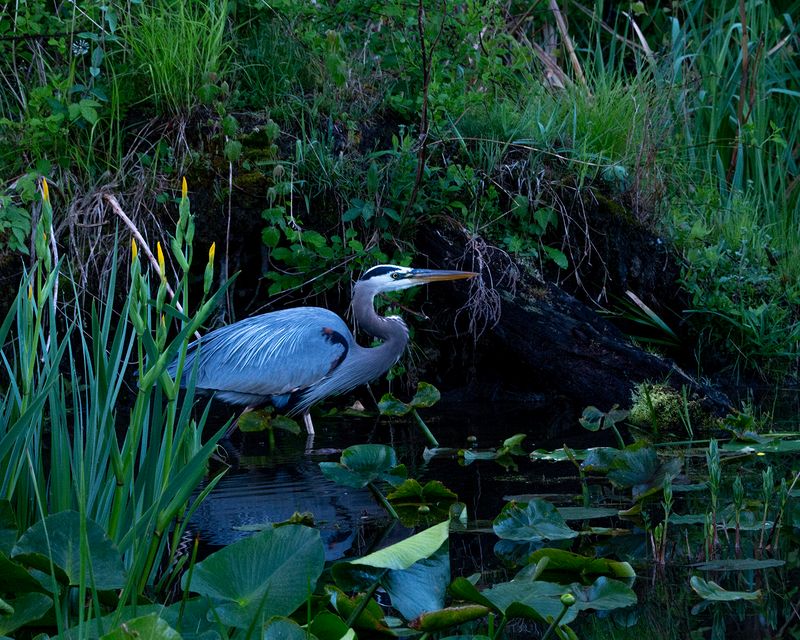 Wildlife\n\nGreat Blue Heron on the hunt\n\nBeaver Marsh
